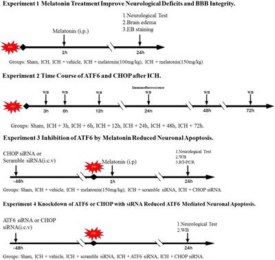 Melatonin Protects Against Neuronal Apoptosis via Suppression of the ATF6/CHOP Pathway in a Rat Model of Intracerebral Hemorrhage